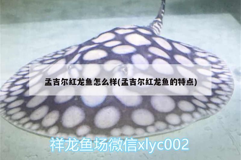 孟吉爾紅龍魚怎么樣(孟吉爾紅龍魚的特點(diǎn))
