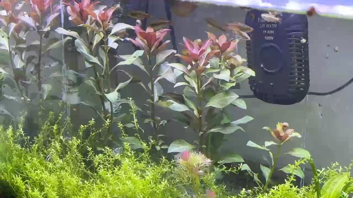 紫紅丁香 紫紅丁香 龍魚論壇