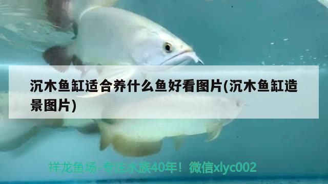沉木魚缸適合養什么魚好看圖片(沉木魚缸造景圖片)