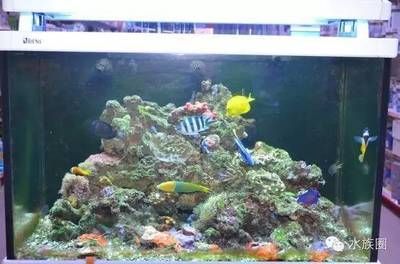 海水缸論壇(海水缸十大品牌排行榜) 赤元素 第1張 海水缸論壇(海水缸十大品牌排行榜) 海水缸論壇(海水缸十大品牌排行榜) 赤元素 第1張