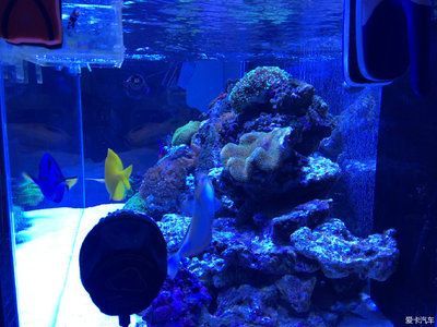 海水缸論壇（海水缸十大品牌排行榜） 海水缸論壇（海水缸十大品牌排行榜） 赤元素 第3張
