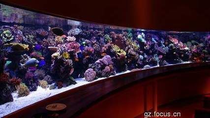 海水缸論壇(海水缸十大品牌排行榜) 赤元素 第4張 海水缸論壇(海水缸十大品牌排行榜) 海水缸論壇(海水缸十大品牌排行榜) 赤元素 第4張
