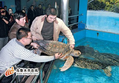 海象魚價(jià)格（海象魚價(jià)格一般多少錢？）
