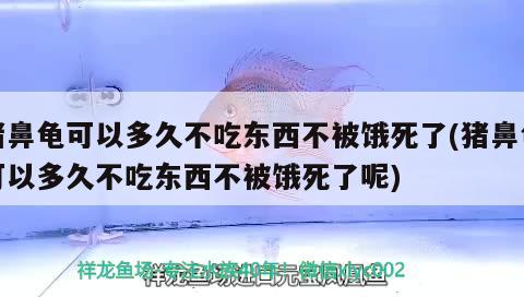 豬鼻龜可以多久不吃東西不被餓死了(豬鼻龜可以多久不吃東西不被餓死了呢)