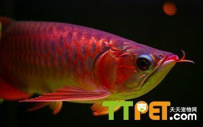 龍魚吃食不積極怎么調狀態(tài)vs祥龍魚場：龍魚食欲不振的原因