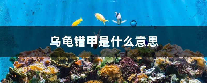 烏龜錯甲是什么意思 烏龜錯甲是什么意思 錦鯉魚百科 第1張