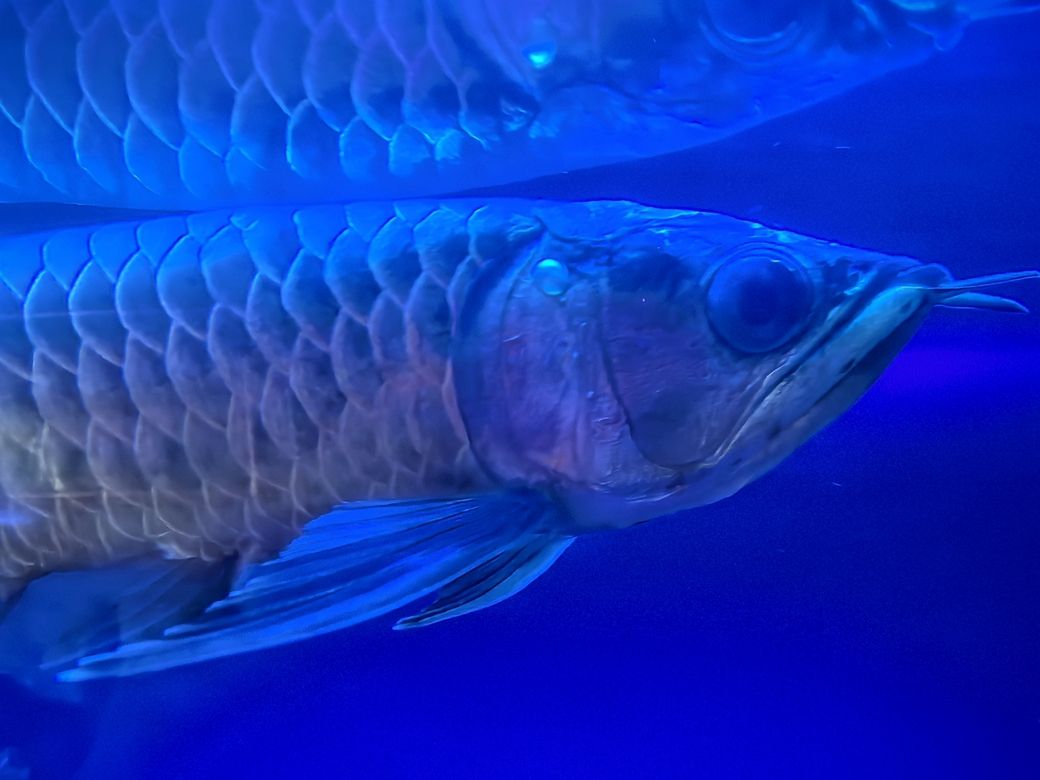 金龍魚 怎么治 求大神幫助 金龍魚 怎么治 求大神幫助 龍魚論壇 第1張