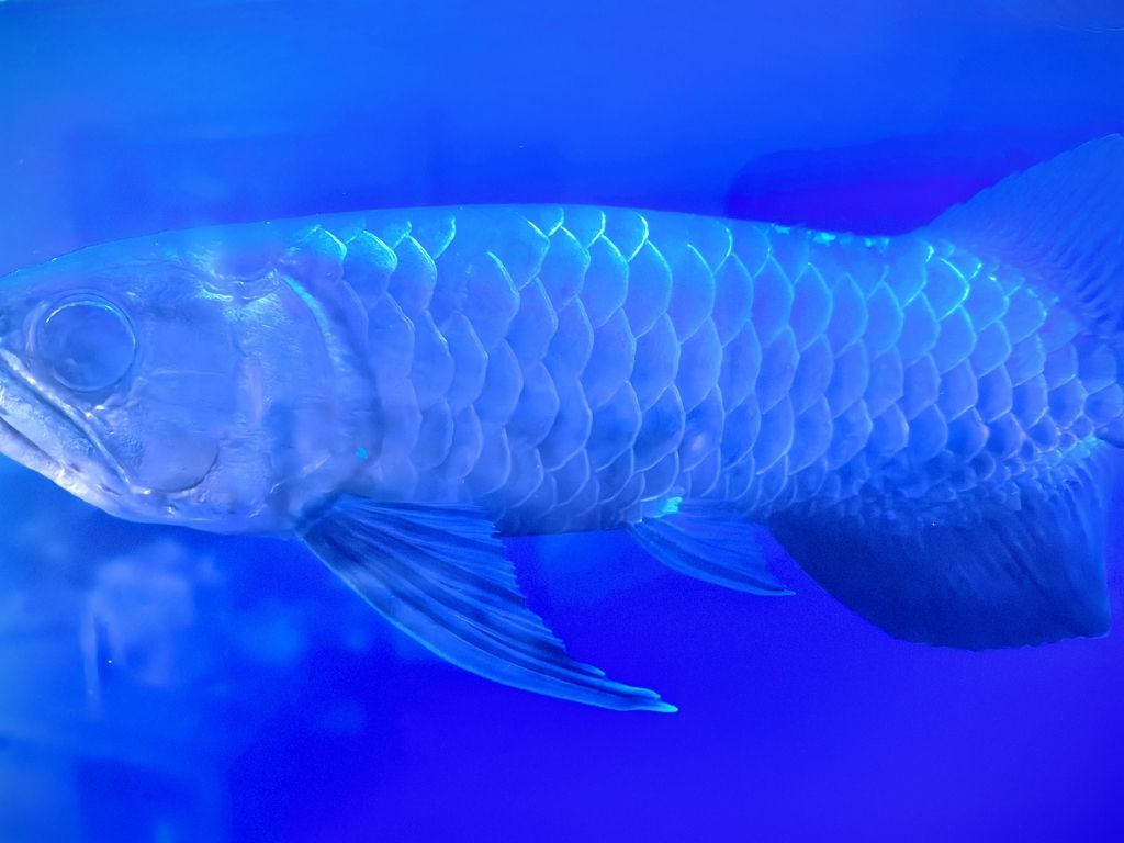 金龍魚 怎么治 求大神幫助 金龍魚 怎么治 求大神幫助 龍魚論壇 第2張