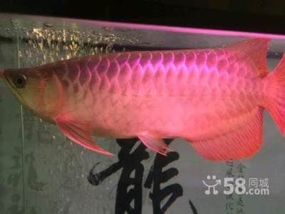 祥龍魚場有限公司地址（關于祥龍魚場有限公司地址的公告） 祥龍魚場有限公司地址（關于祥龍魚場有限公司地址的公告） 水族館百科（水族館加盟） 第4張