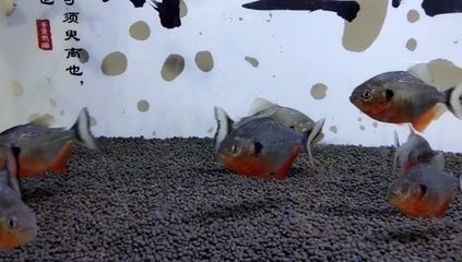 純泰虎魚(yú)價(jià)格：純泰虎魚(yú)價(jià)格因魚(yú)的尺寸、品相以及市場(chǎng)需求等因素不同