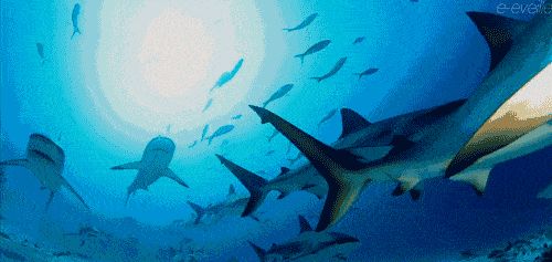 水族館動態壁紙：3d水族館動態壁紙制作教程 水族館動態壁紙：3d水族館動態壁紙制作教程 水族館百科（水族館加盟） 第1張