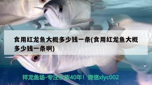 食用紅龍魚大概多少錢一條(食用紅龍魚大概多少錢一條啊) 食用紅龍魚大概多少錢一條(食用紅龍魚大概多少錢一條啊) 九鼎魚缸
