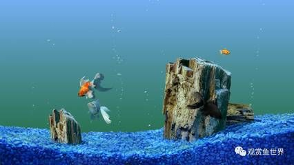 觀賞魚海魚的溫度（觀賞魚和海魚的溫度需求有所不同）