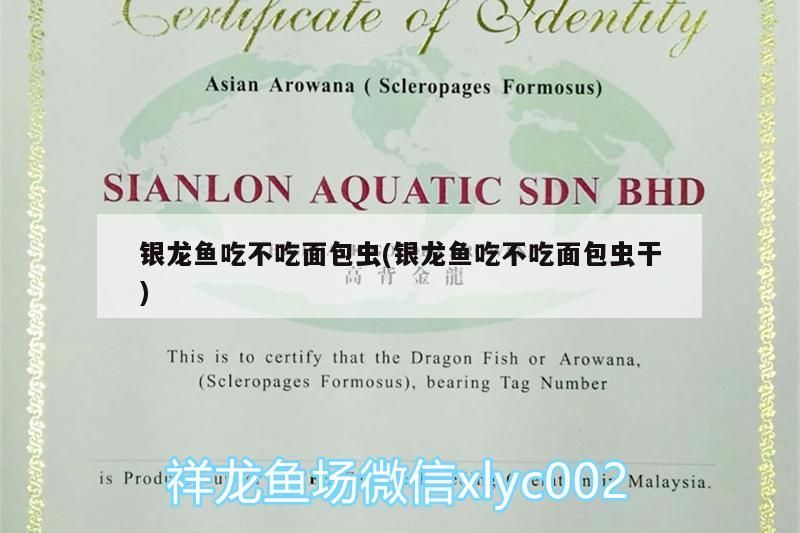 銀龍魚吃不吃面包蟲(銀龍魚吃不吃面包蟲干)