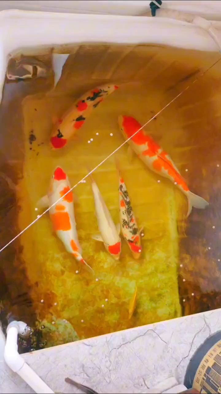 一個(gè)水桶的過濾也能養(yǎng)好錦鯉 一個(gè)水桶的過濾也能養(yǎng)好錦鯉 龍魚論壇