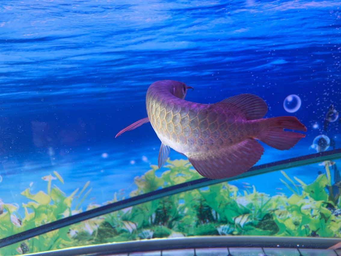 養魚記