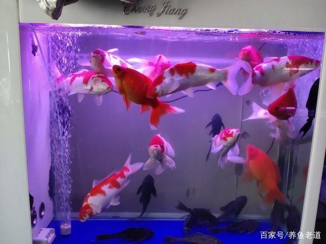 90的魚缸能養幾條蝴蝶鯉：90厘米長度的魚缸可能適合養殖1到2條蝴蝶鯉