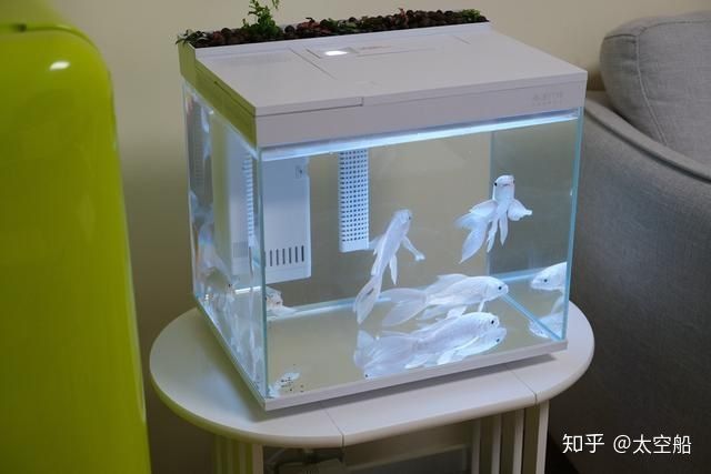 90的魚缸能養幾條蝴蝶鯉：90厘米長度的魚缸可能適合養殖1到2條蝴蝶鯉