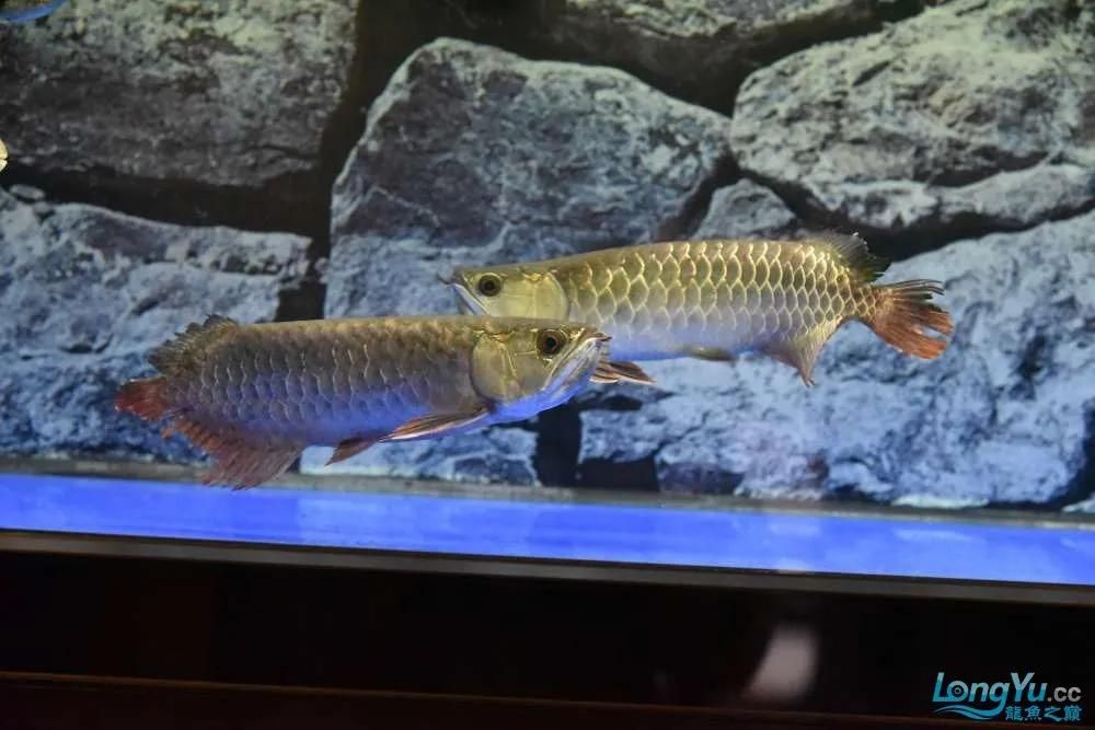武吉美拉龍魚芯片查詢【金底過(guò)背金龍魚和藍(lán)底過(guò)背金龍魚哪個(gè)價(jià)值更高】