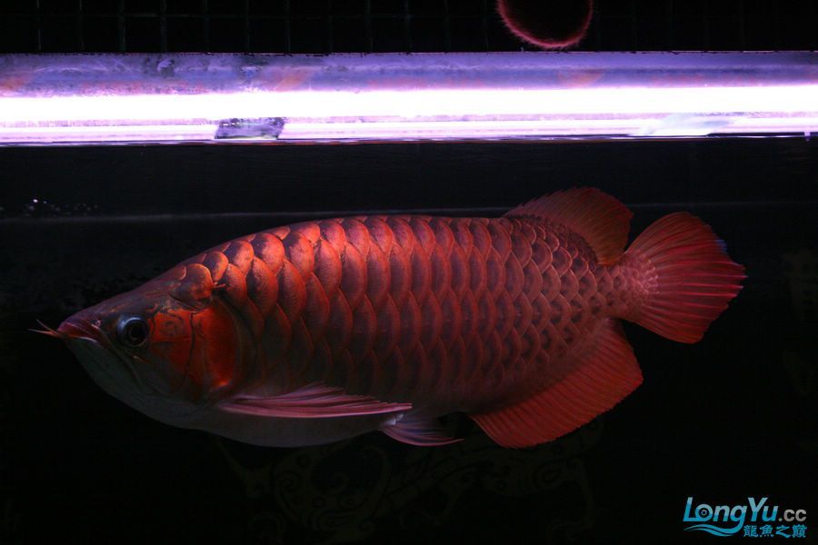 泗水2年8個(gè)月的收獲猛 泗水2年8個(gè)月的收獲猛 泗水龍魚 第4張