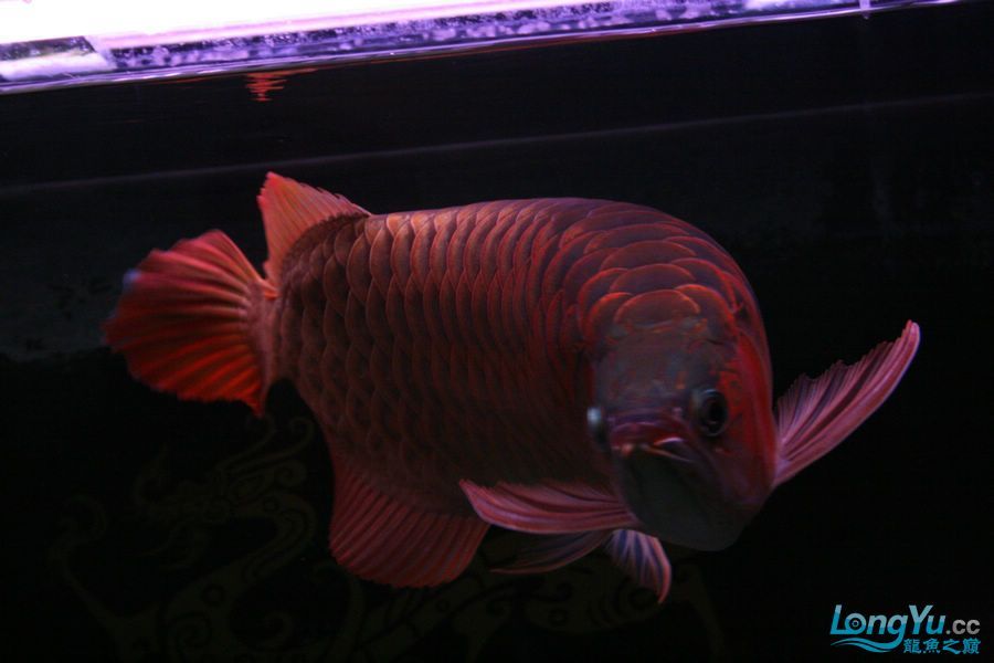 泗水2年8個(gè)月的收獲猛 泗水2年8個(gè)月的收獲猛 泗水龍魚 第5張
