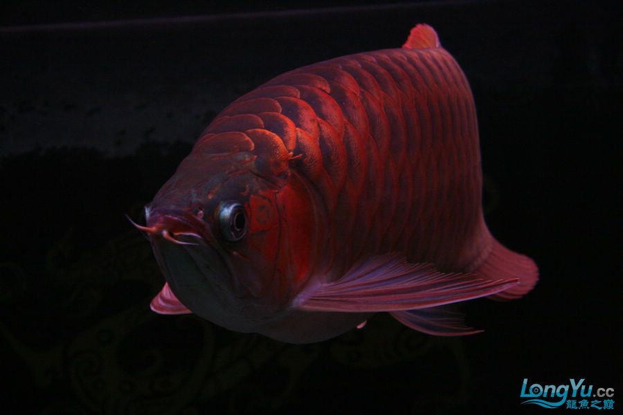 泗水2年8個(gè)月的收獲猛 泗水2年8個(gè)月的收獲猛 泗水龍魚 第6張