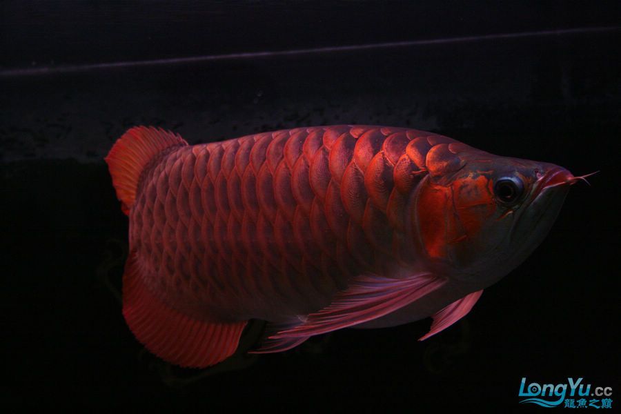 泗水2年8個(gè)月的收獲猛 泗水2年8個(gè)月的收獲猛 泗水龍魚 第7張