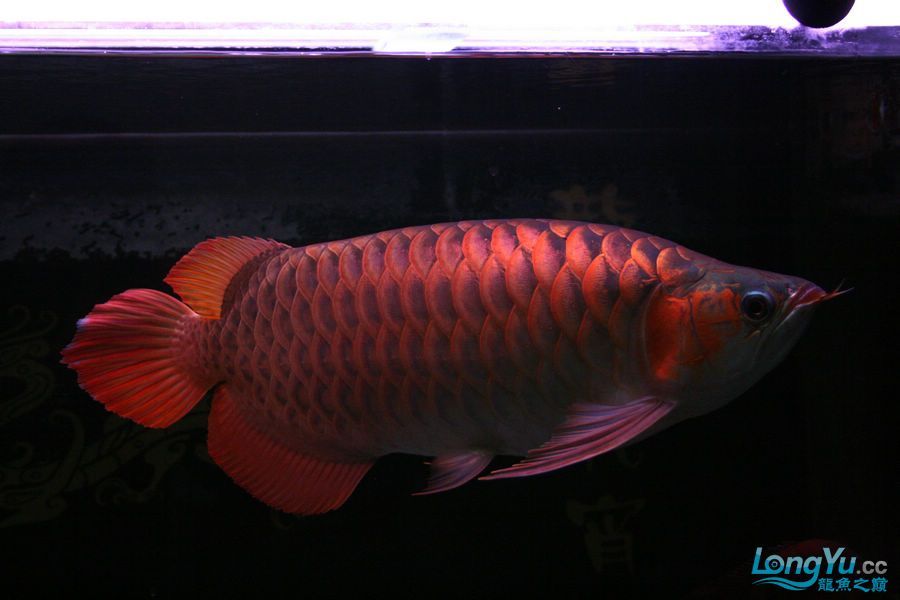 泗水2年8個(gè)月的收獲猛 泗水2年8個(gè)月的收獲猛 泗水龍魚 第8張