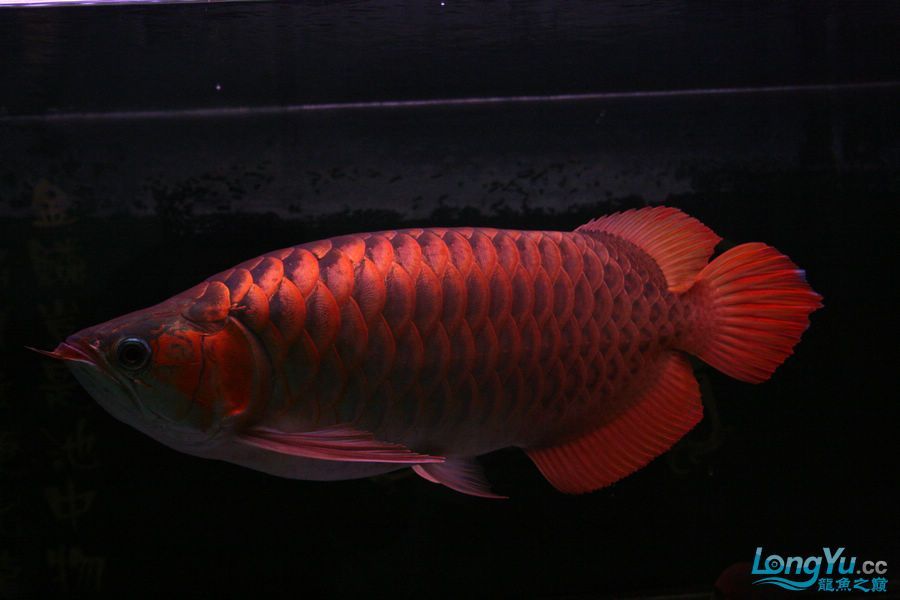 泗水2年8個(gè)月的收獲猛 泗水2年8個(gè)月的收獲猛 泗水龍魚 第9張