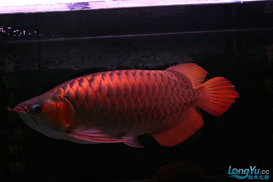 泗水2年8個(gè)月的收獲猛 泗水2年8個(gè)月的收獲猛 泗水龍魚 第10張