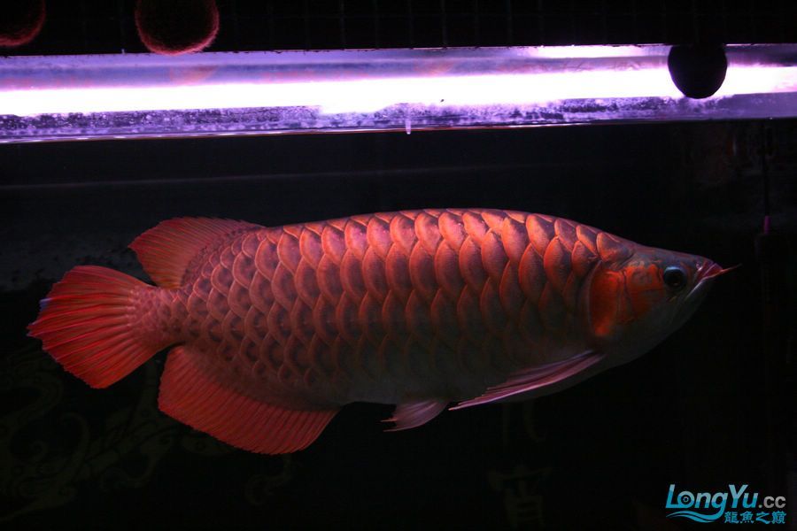 泗水2年8個(gè)月的收獲猛 泗水2年8個(gè)月的收獲猛 泗水龍魚 第11張