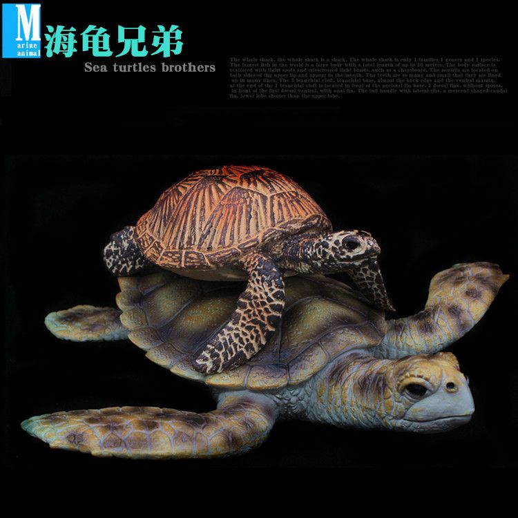 泗水2年8個(gè)月的收獲猛 泗水2年8個(gè)月的收獲猛 泗水龍魚 第12張