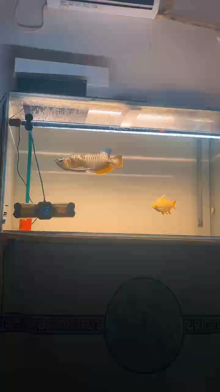 九個月記錄一下！喂赤眼魚肉！