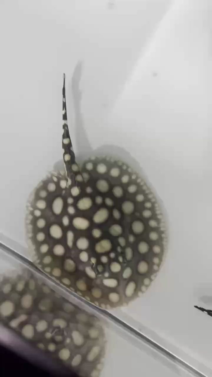 16公分公魚(yú)