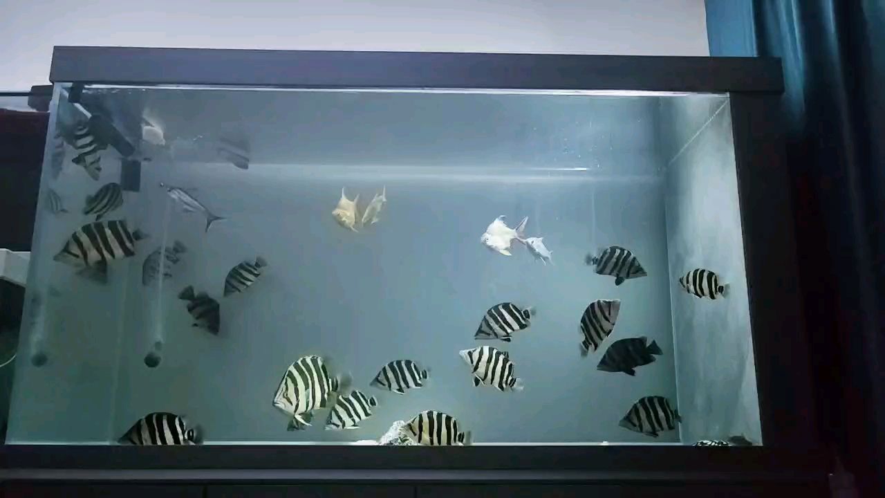 虎魚 夜深人靜的時候 看看魚什么煩惱都沒了 龍魚論壇 夜深人靜的時候 看看魚什么煩惱都沒了 夜深人靜的時候 看看魚什么煩惱都沒了 龍魚論壇