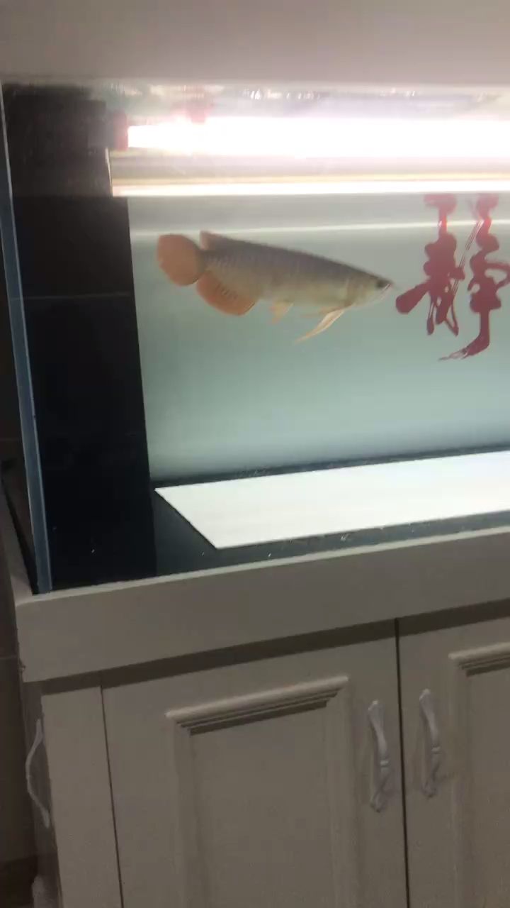 狀態回暖 狀態回暖 龍魚論壇