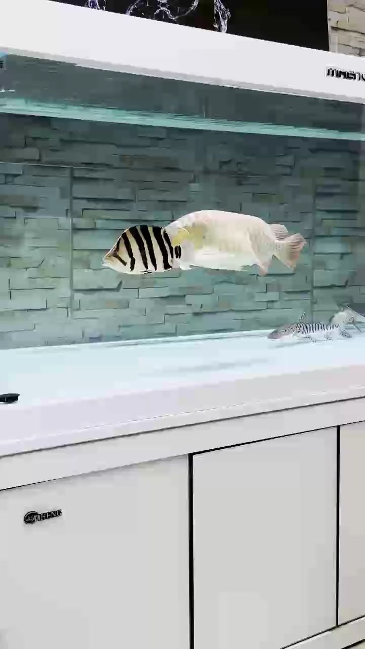 魚缸過濾器選購指南:自制魚缸過濾器魚缸上置過濾器對于養魚愛好者的必備知識 龍顛發的視屏為什么發白 龍魚論壇 龍顛發的視屏為什么發白 龍顛發的視屏為什么發白 龍魚論壇