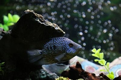 怎么樣才能讓龍魚膽子大一點：龍魚壯膽秘籍，助其告別膽小，暢享靈動生活