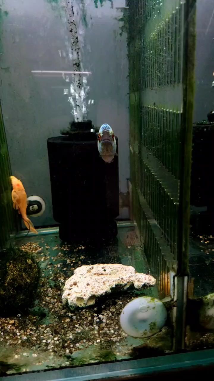 炫彩色
