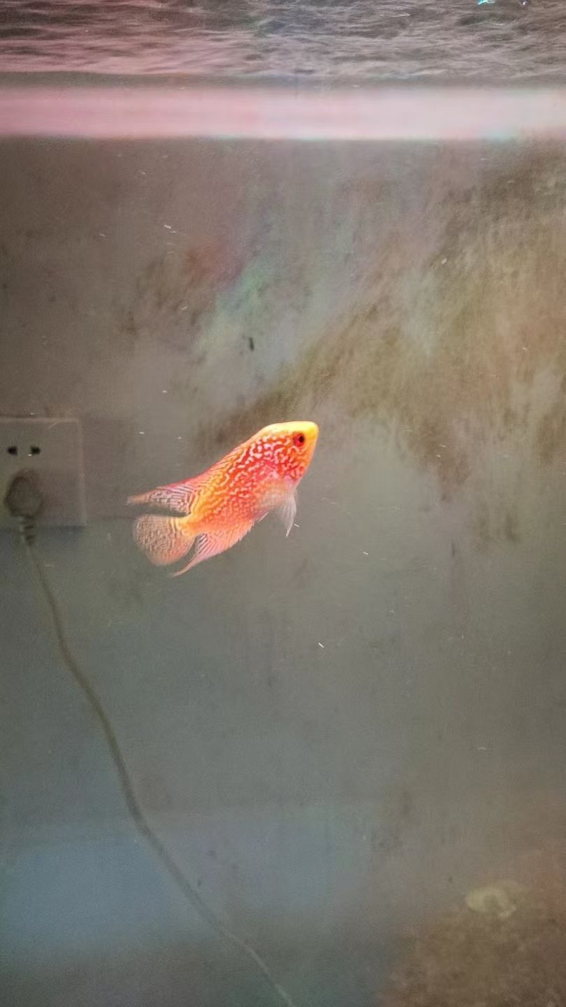 從小養到大