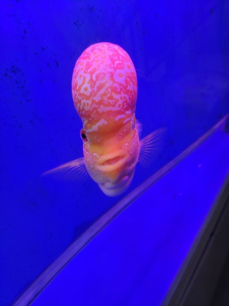 從小養到大