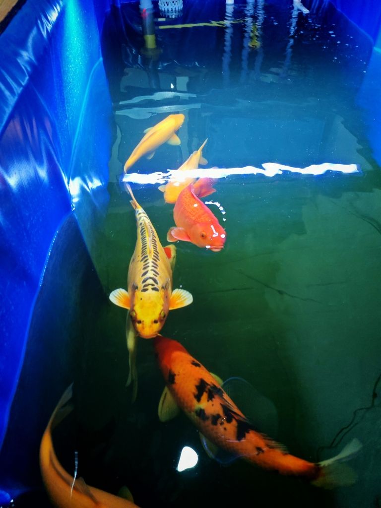 朋友們我不懂，看看我的魚(yú)咋樣