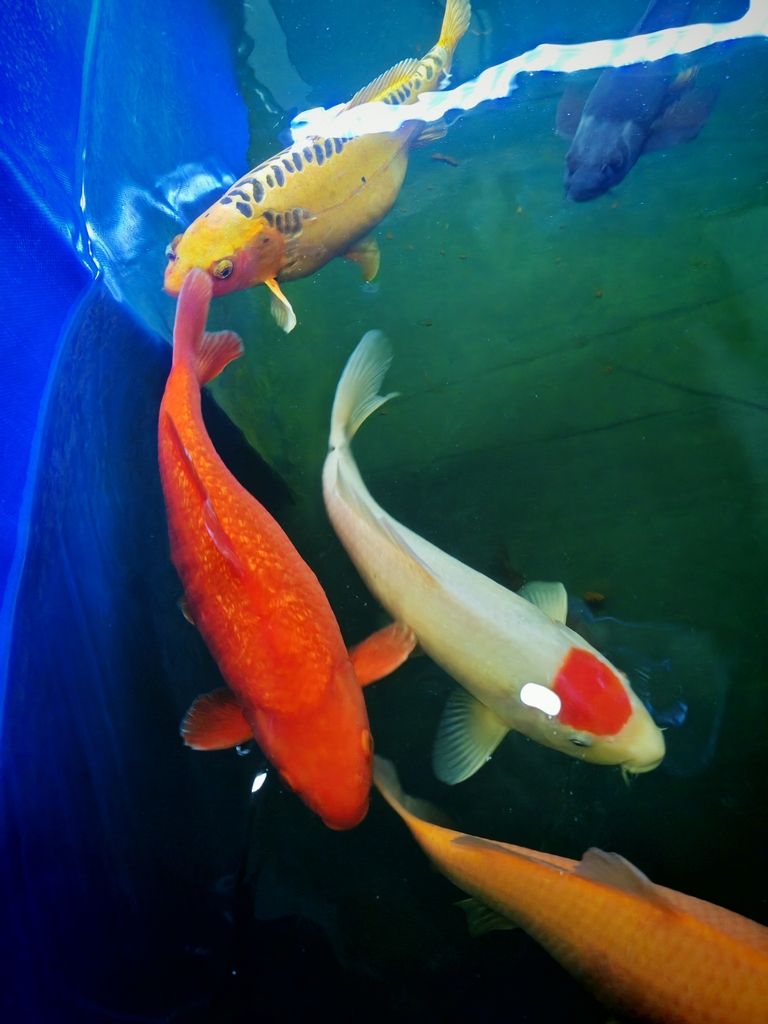 朋友們我不懂，看看我的魚(yú)咋樣