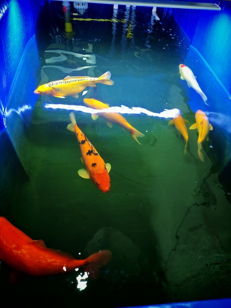朋友們我不懂，看看我的魚(yú)咋樣