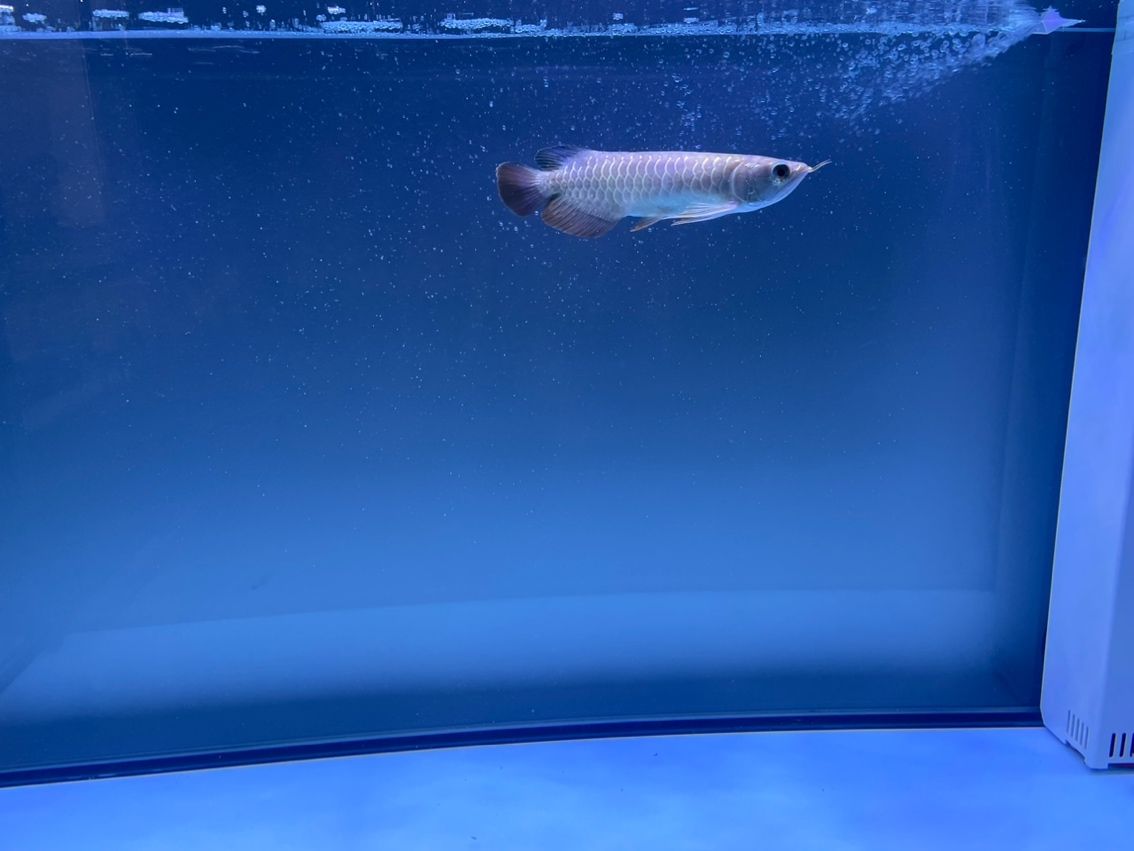 請教一下懂的魚友，我這個算過背還是什么呢????