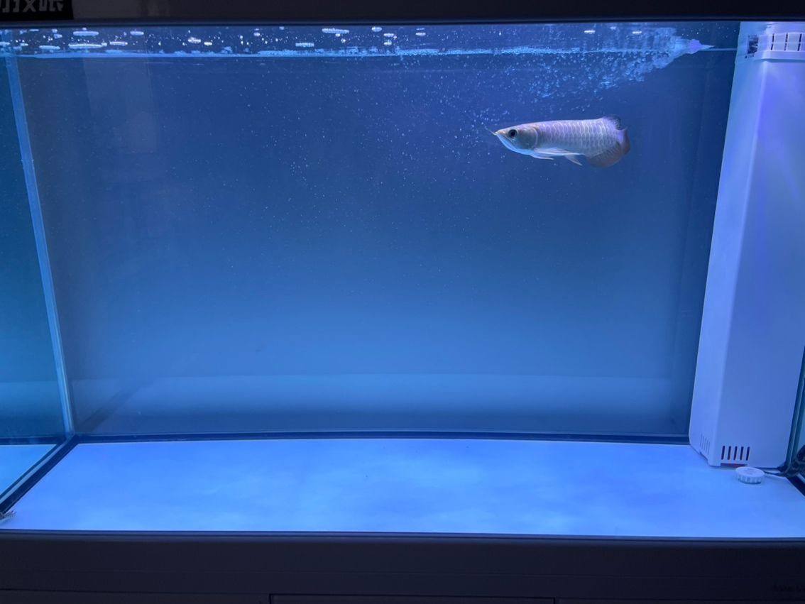 請教一下懂的魚友，我這個算過背還是什么呢????