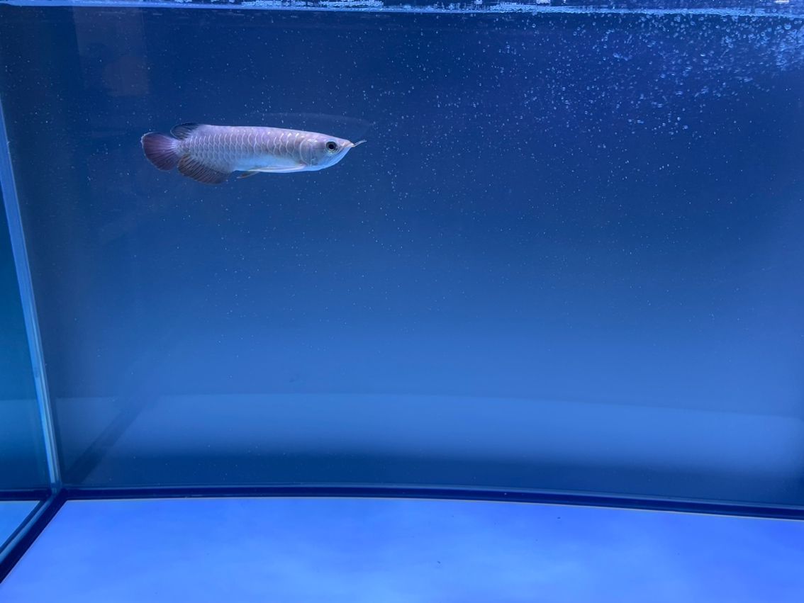 請教一下懂的魚友，我這個算過背還是什么呢????