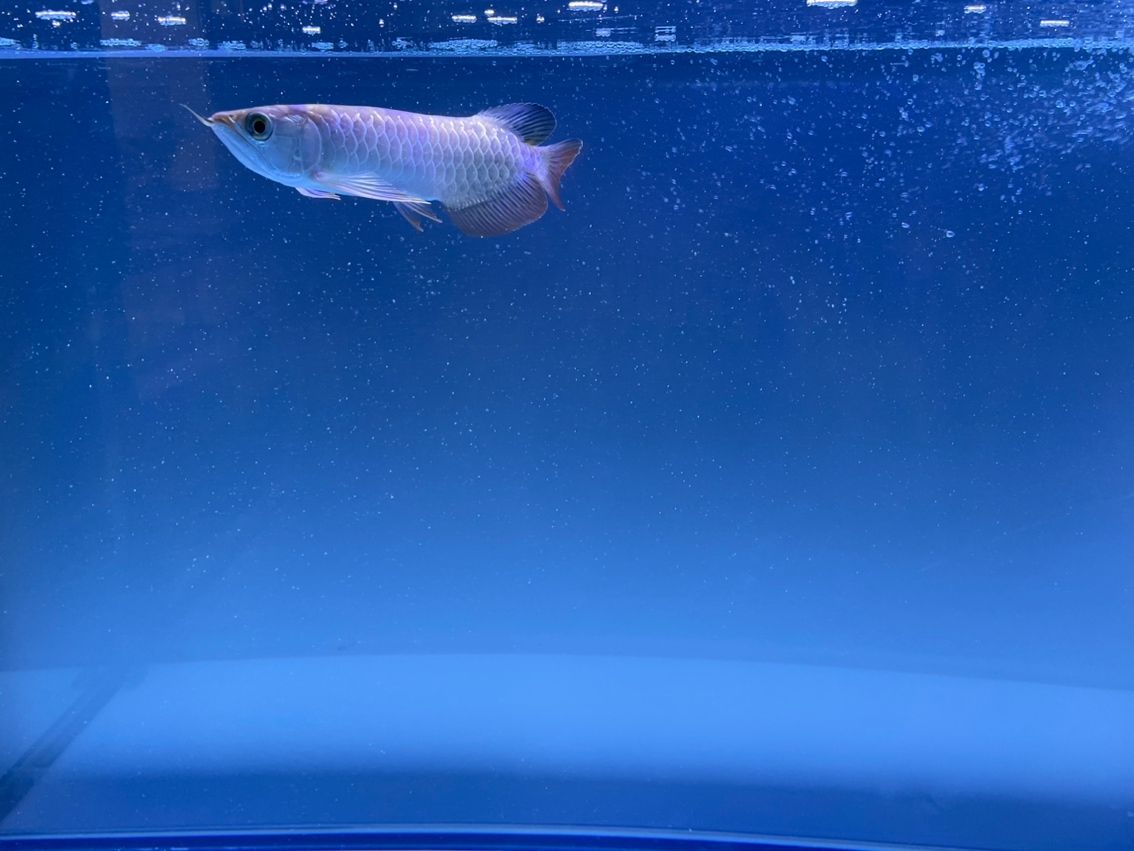請教一下懂的魚友，我這個算過背還是什么呢????