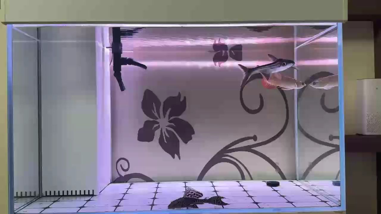 入坑，大神們看看這啥品種的龍魚