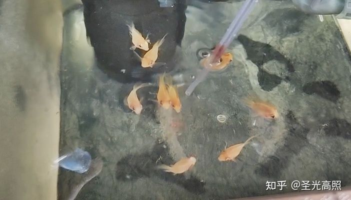 觀賞魚能不能吃面包屑呢（寵物飼料的選擇與誤區）